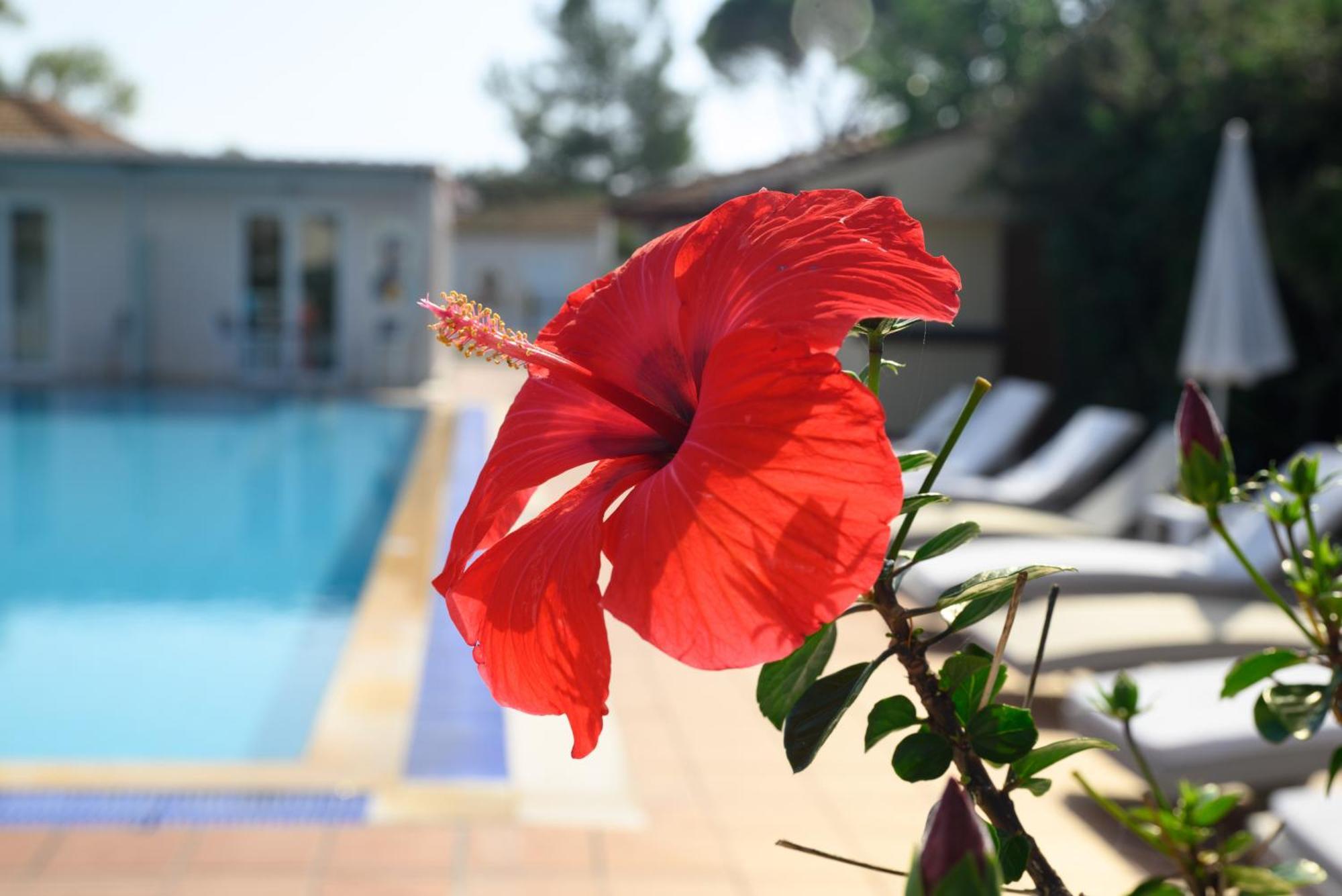 Annex Standard Swim Up Room,1663821366:JPEG