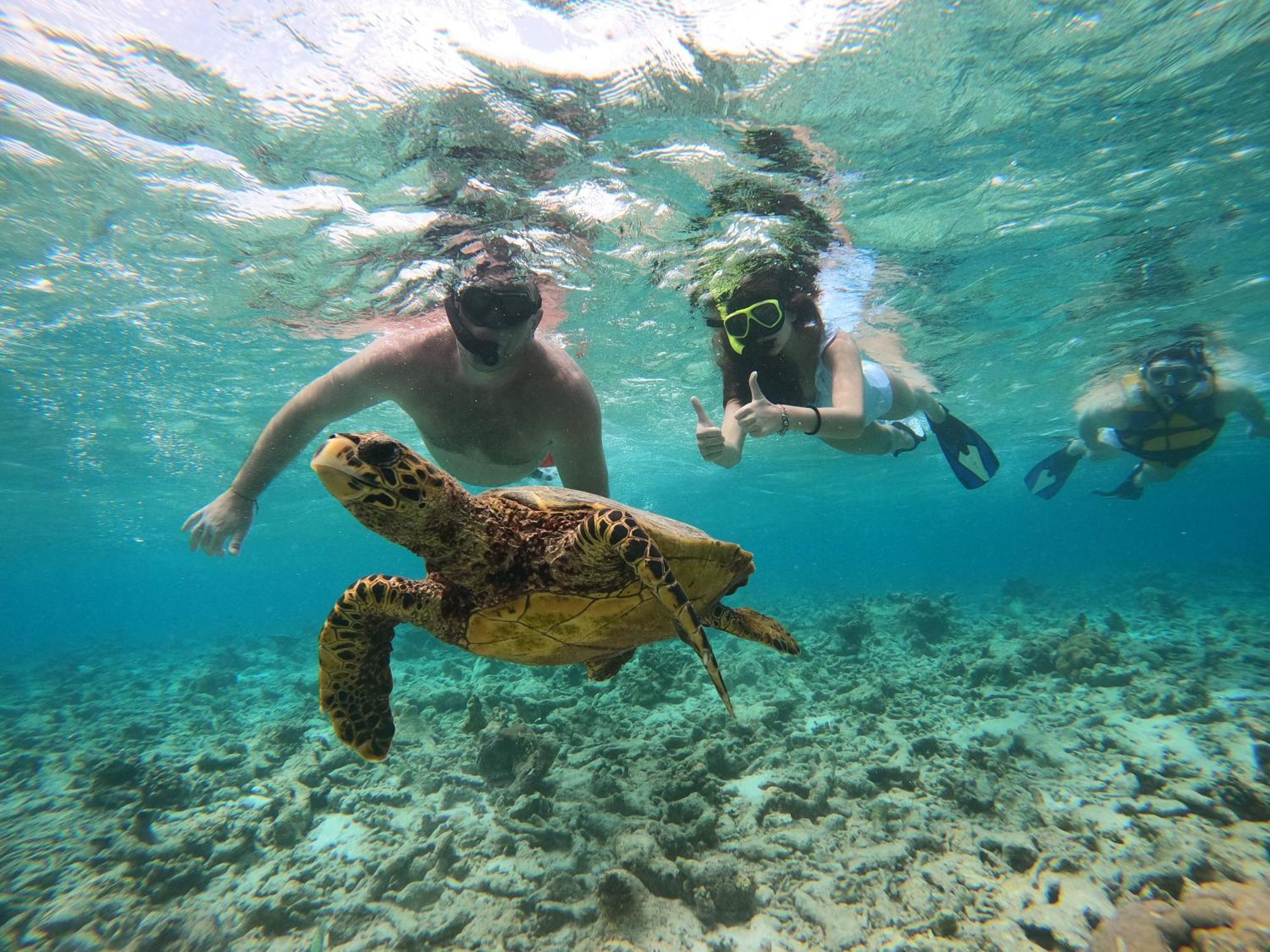 Deluxe Double Room Pool View Return Speed Boat Transfer Sand Bank Excursion & Dolphin Watching