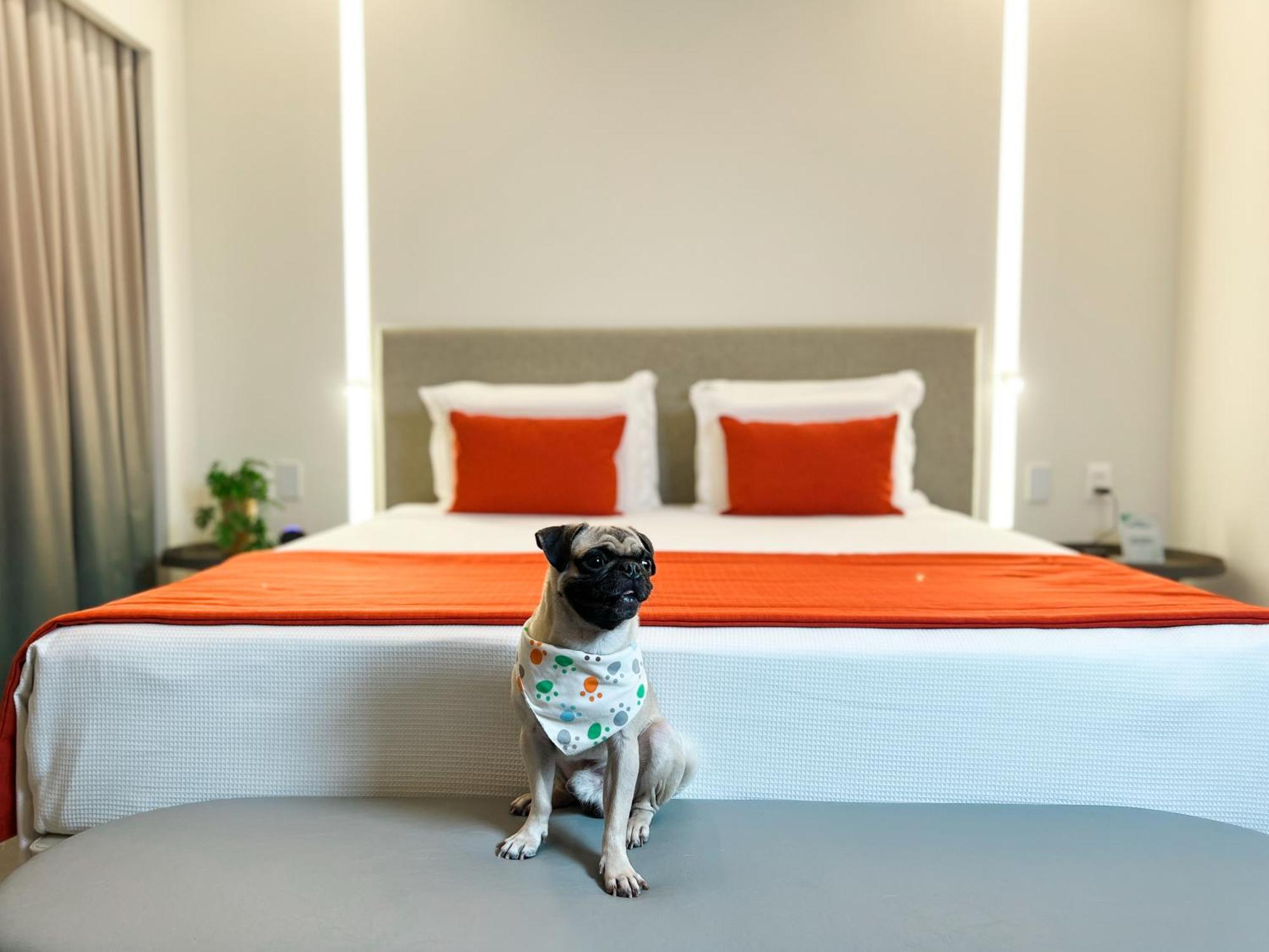 Suite Jardín