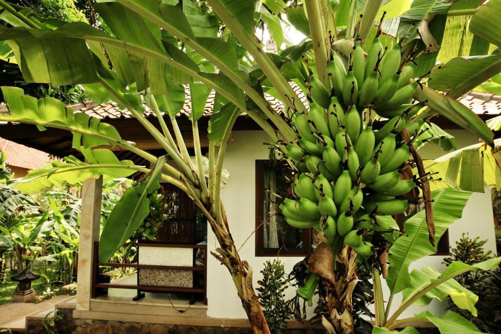 Villa de 1 dormitorio con vistas al jardín