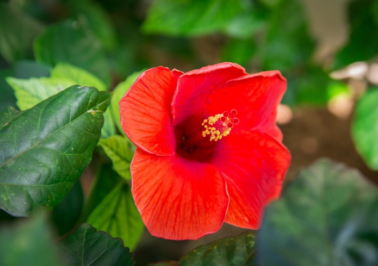Superior - Uitzicht op de Tuin