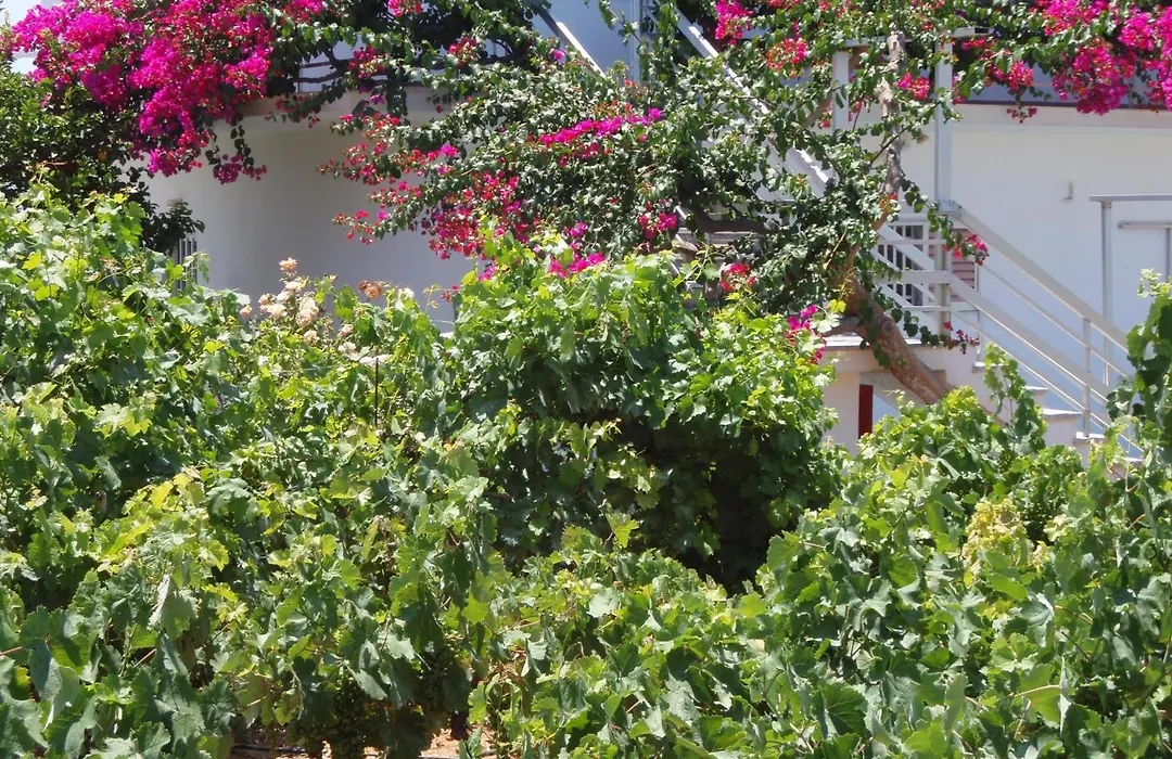Villas Michalis-1