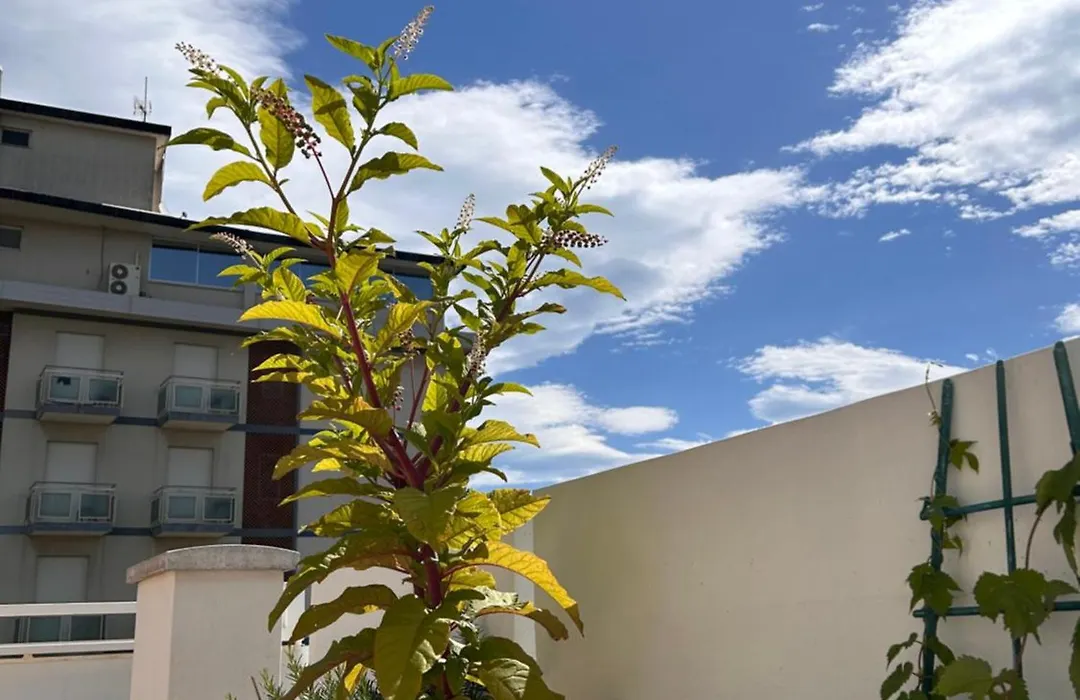Residence Siesta-1