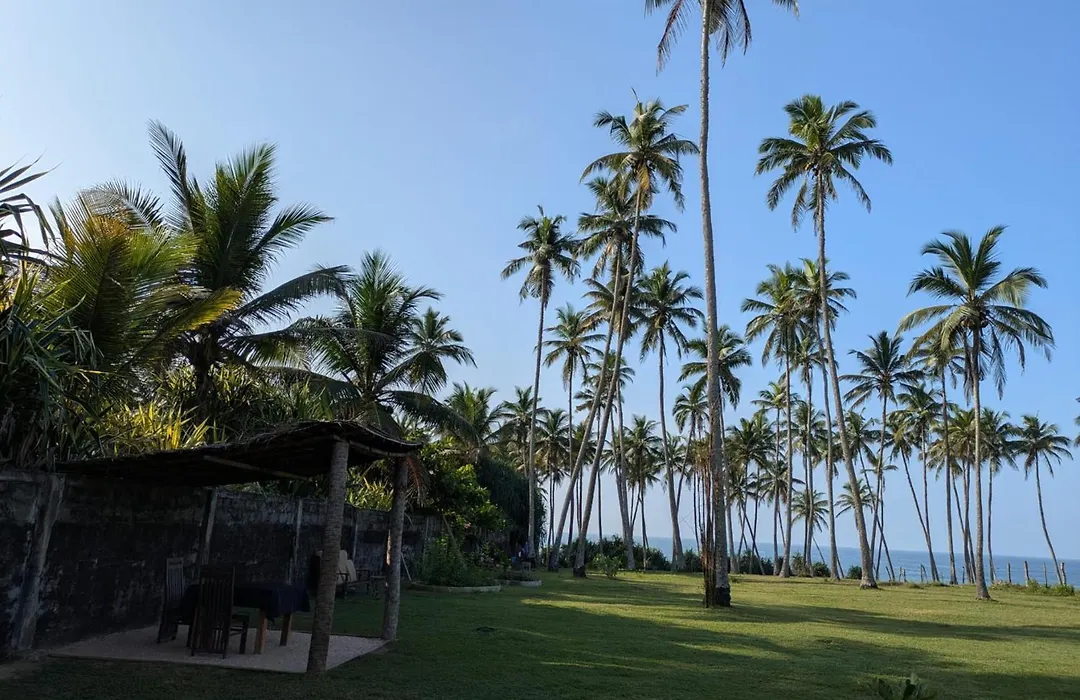 Coconut Tree Hill Rekawa-1