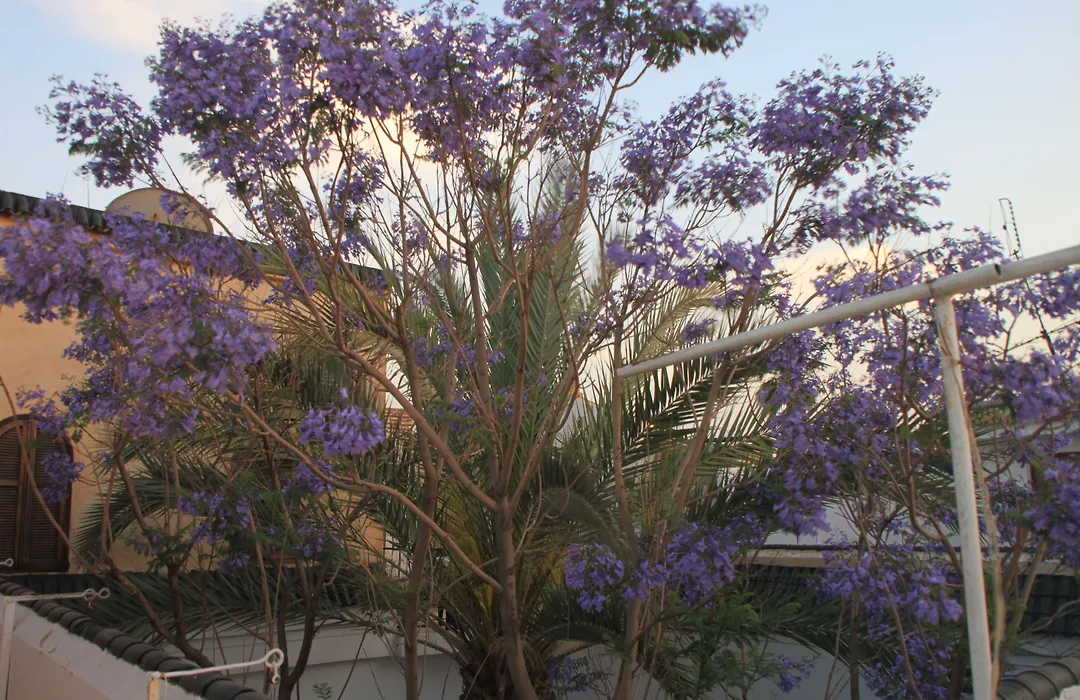 Riad El Walida-1