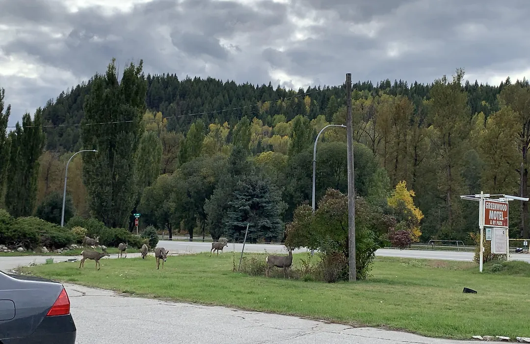 Green View Motel And Rv Park-1
