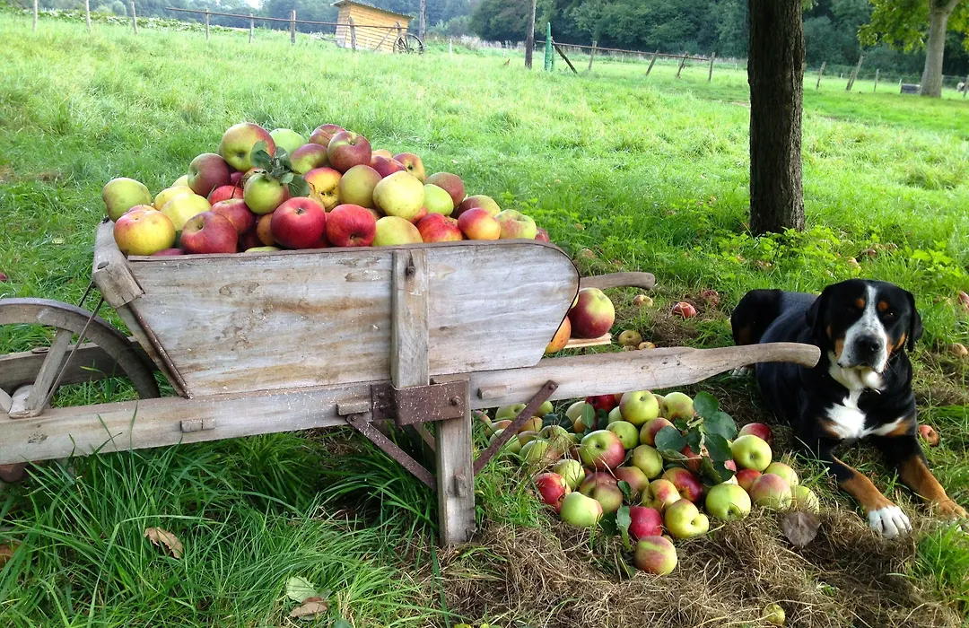 La Ferme des Isles-1