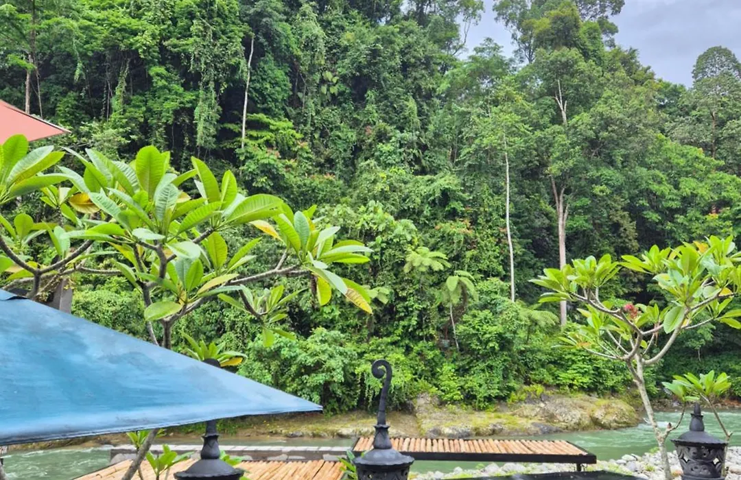 Jungle Inn Bukit Lawang-1