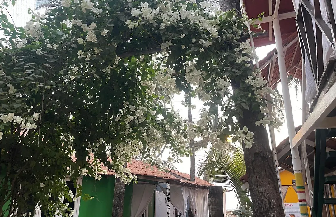 Art Resort Goa-1