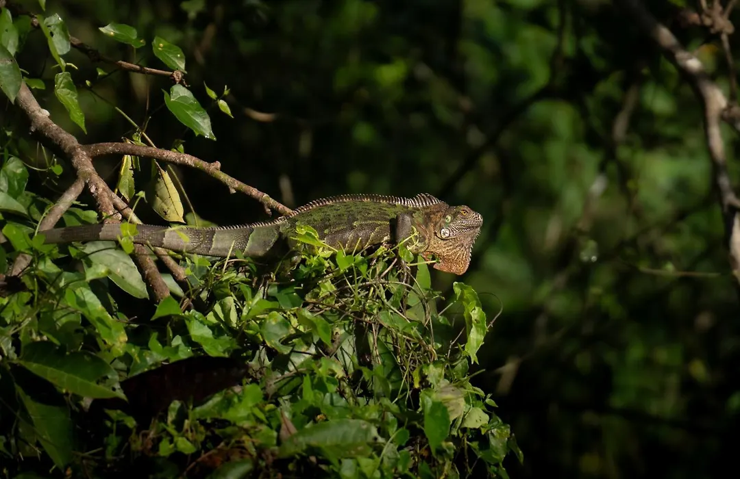 Pachira Lodge-1