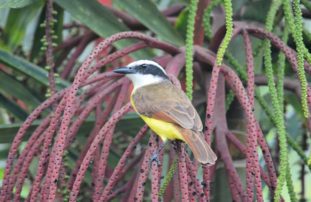 La Diosa Nature Lodge-1