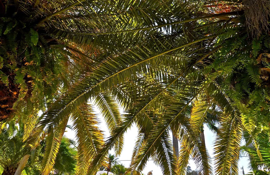 Twin Palms At Siesta-1
