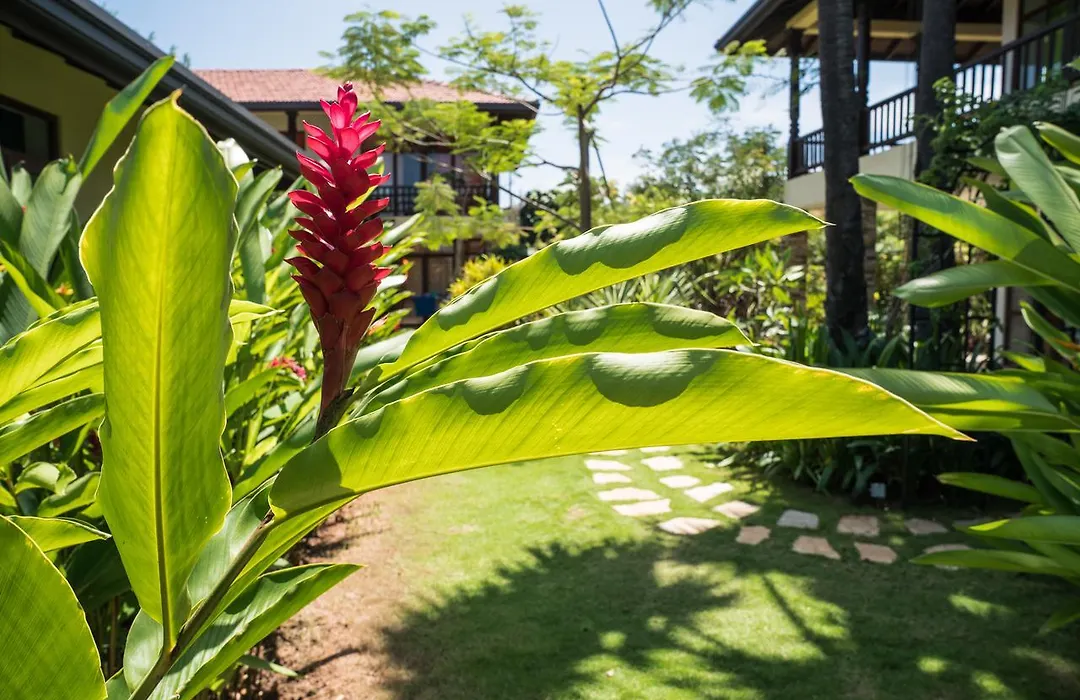 Dream Garden-1