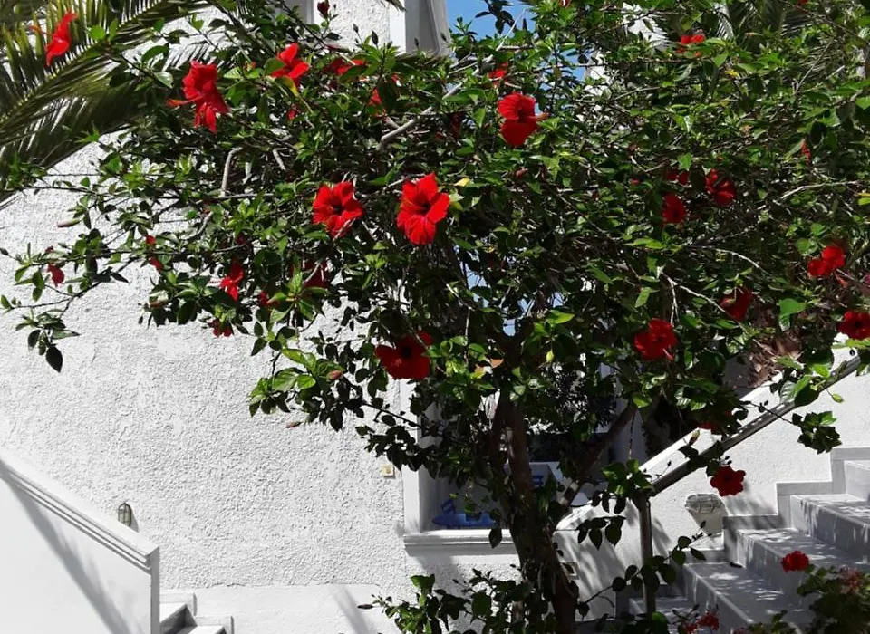 Azalea Hotel-1