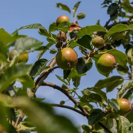De Notenboom-3