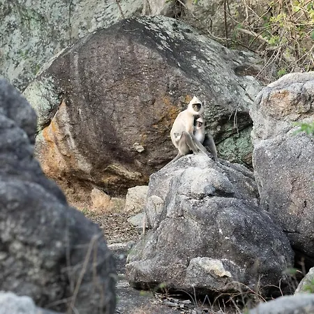 Babar Point-3