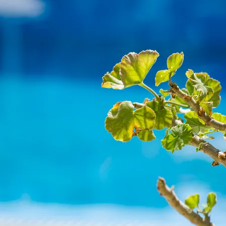 Paradise Resort-3