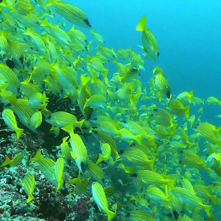 Kamadhoo Inn-2