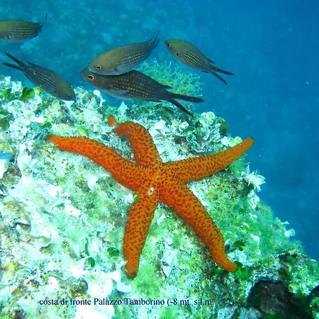 Grand Hotel Mediterraneo-2