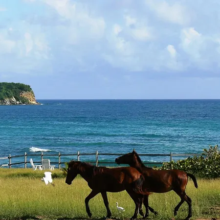 Blue Horizon Boutique Resort (Adults Only)-2