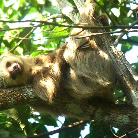 Gamboa Rainforest Reserve-3