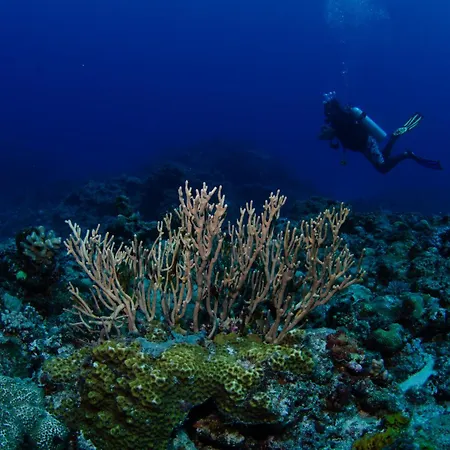 Tranquility Island Eco Dive Resort-2