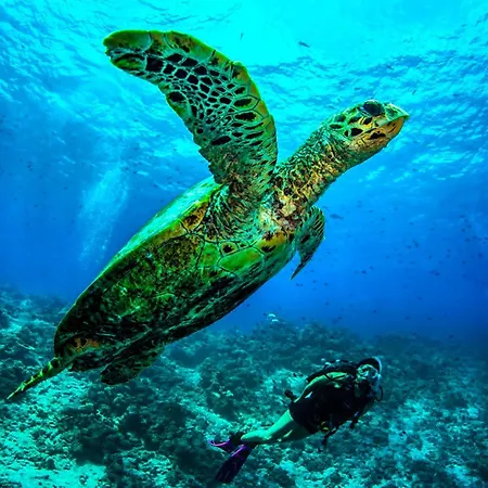 Dusit Thani Maldives - Mudhdhoo Island, Baa Atoll-3