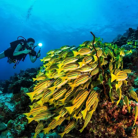 Dusit Thani Maldives - 50 Percent Off On Transfers For Stays Of 5 Nights Stay Until 20 December 2026-3