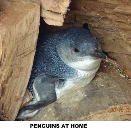 Diamond Island Resort, Restaurant & Bar And Penguin Show-2