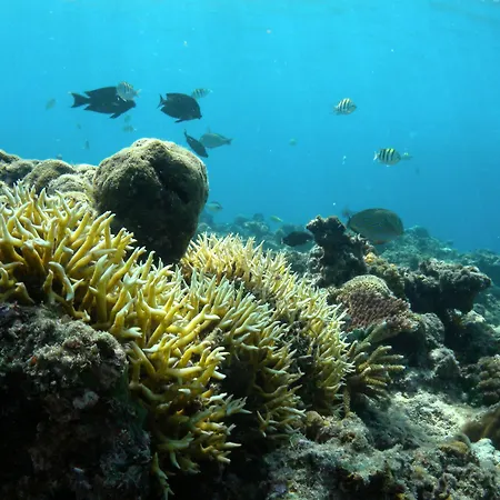 Nusabay Menjangan-2