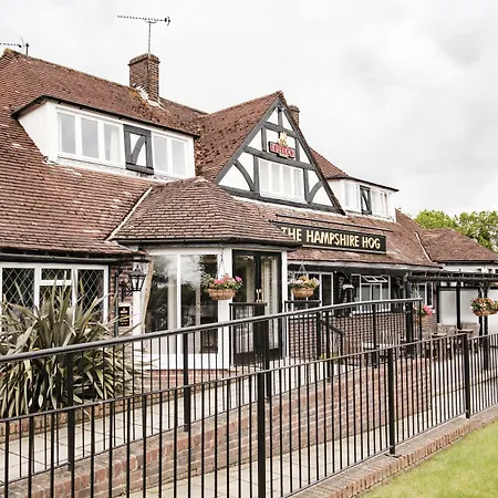 The Hampshire Hog-2