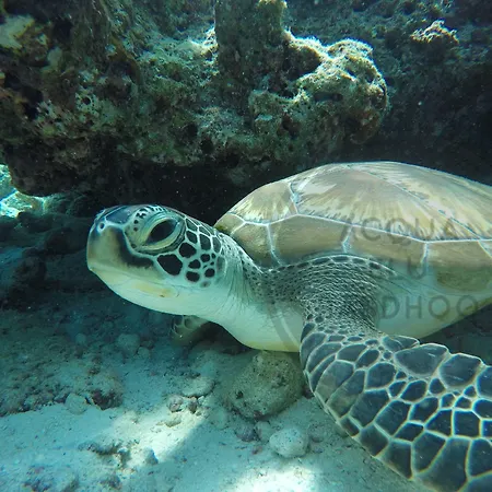 Acqua Blu Rasdhoo-2