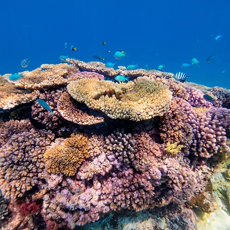 Wilson Island-3