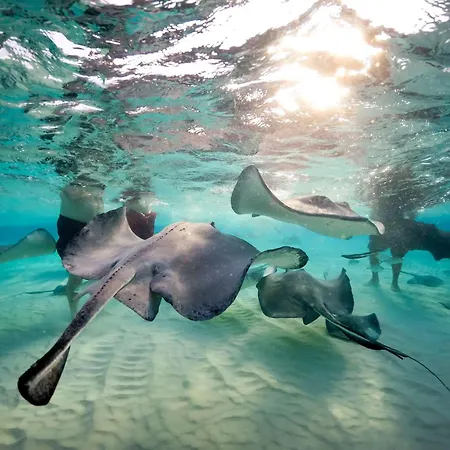 The Reef Beach Resort, East End, Grand Cayman-3