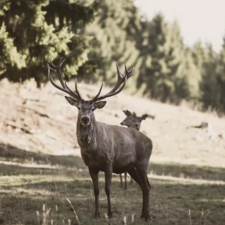 Wildwiesenhof-2
