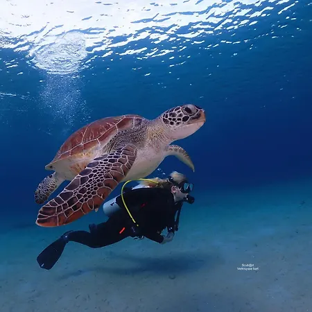 Chogogo Dive & Beach Resort Bonaire-3