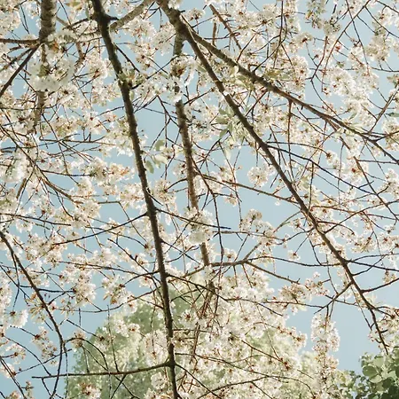 Relais Il Postiglione - Antica Posta dei Chigi-3