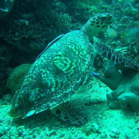 Camiguin Volcan Beach Eco Retreat & Dive Resort-2