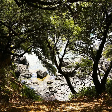 illicini-2