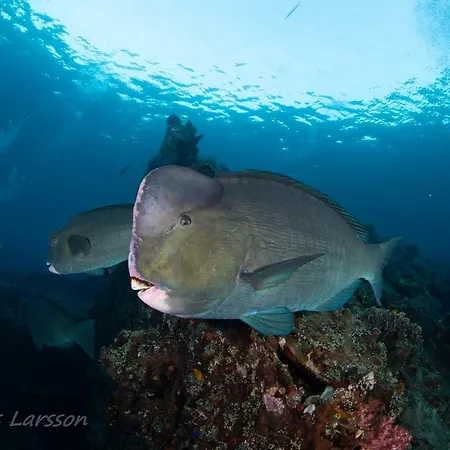 Bali Dive Resort Amed-3
