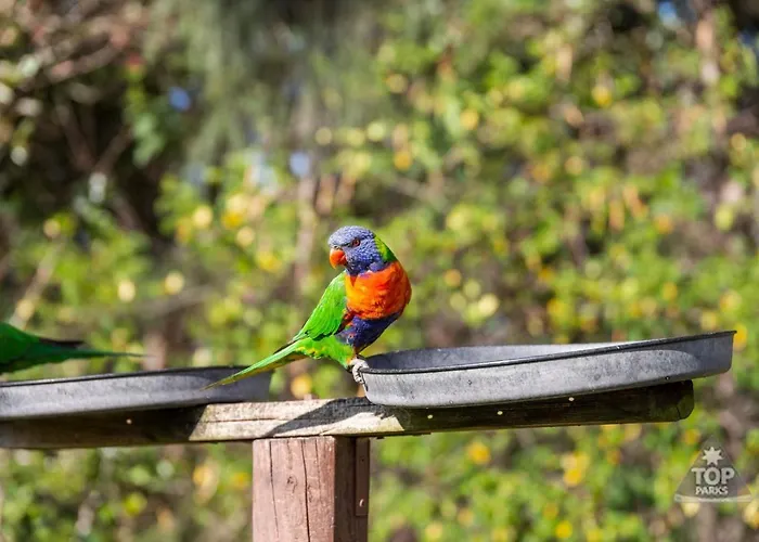 Lorikeet Holiday Park