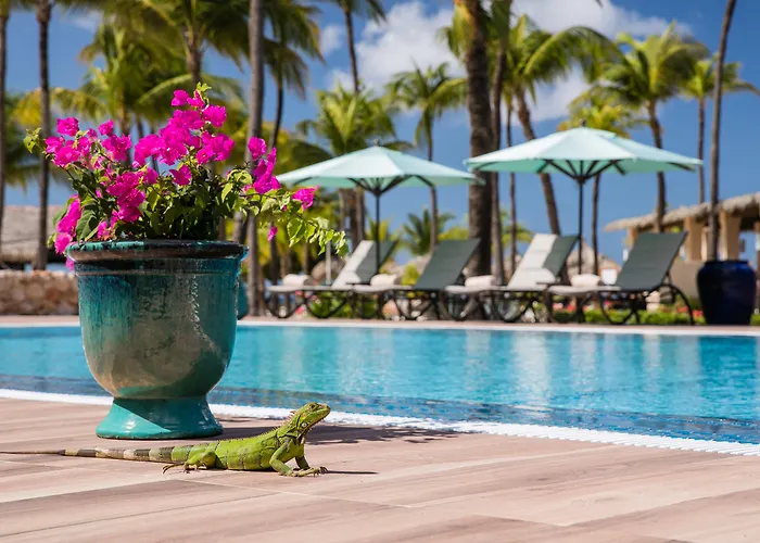 Manchebo Beach Resort And Spa Palm Beach