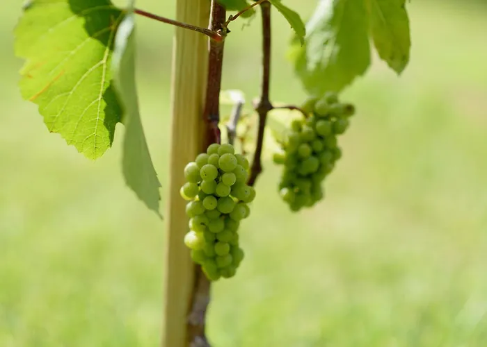Leone de Castris Wine Hotel Salice Salentino