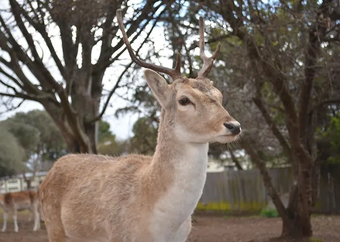Deer Park Motor Inn Armidale