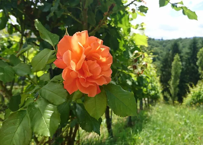 Weingut Winzerzimmer Toso Leutschach