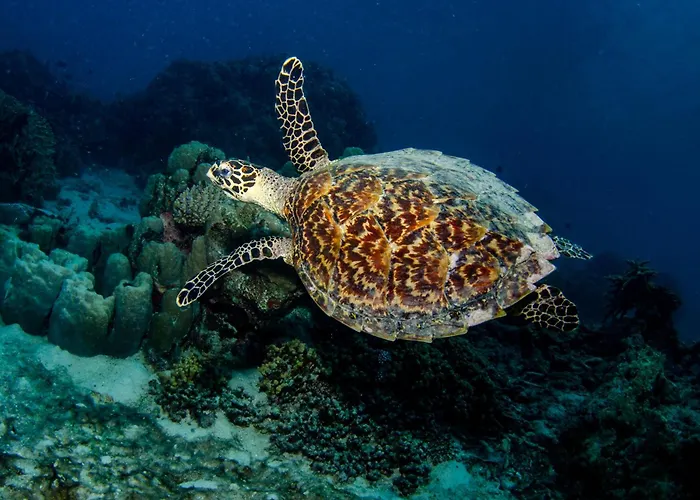 Tranquility Island Eco Dive Resort