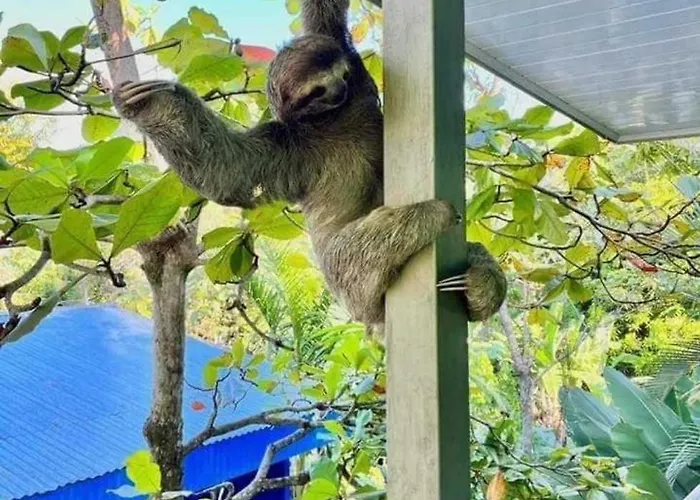 Peace Of Paradise Breakfast Included Free Manuel Antonio Park Tour