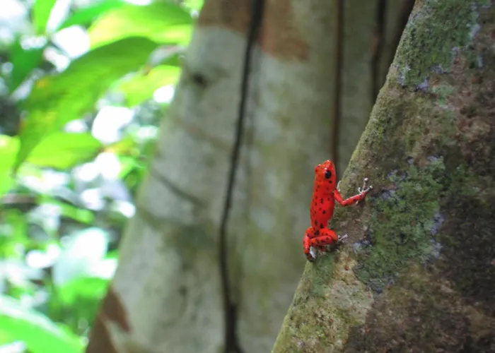 Red Frog Beach Island Resort