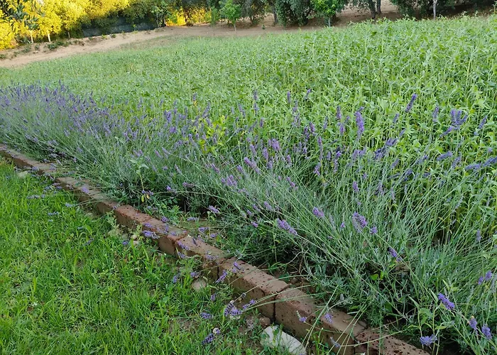 B&B Il Giardino Mediterraneo
