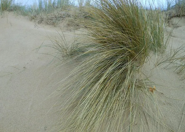 Hotel De La Petite Plage Saint-Georges-d'Oleron